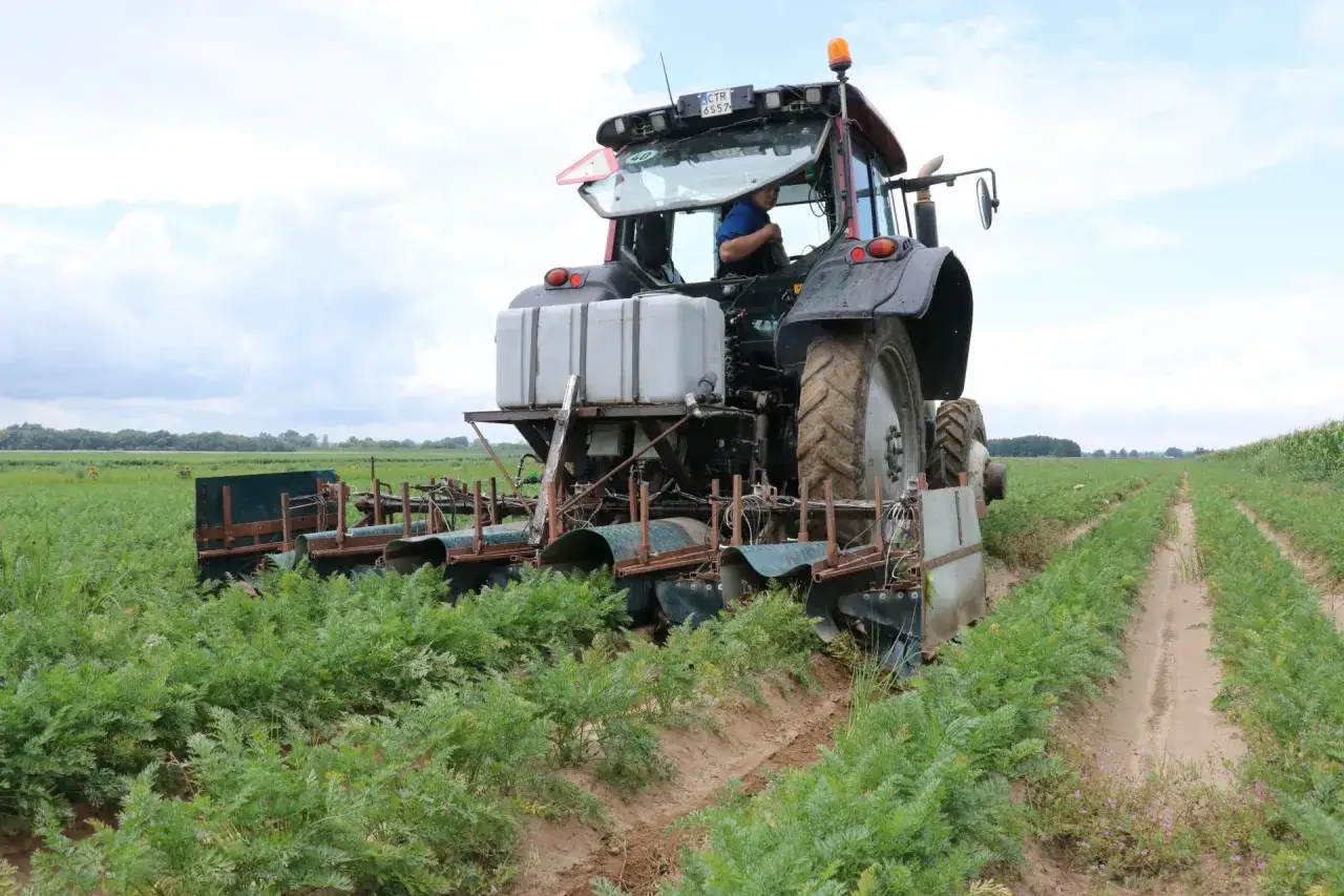 Traktor z maszyną do zbioru marchwi pracuje na polu. Maszyna tworzy wąski klin w ziemi, oddzielając rośliny.