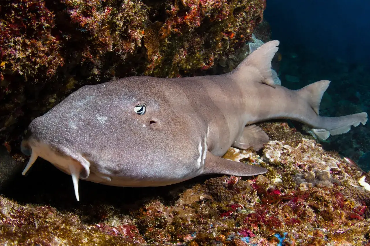 Rekin wąsaty leżący na dnie morskim wśród koralowców.