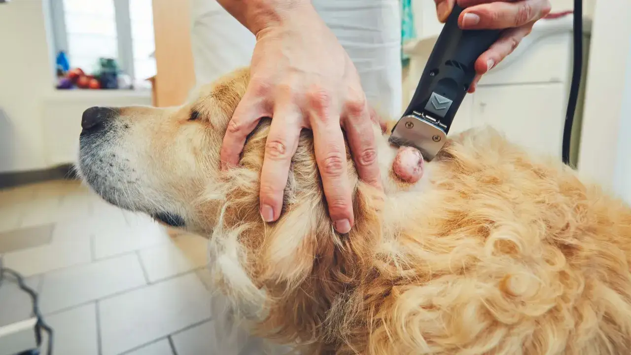 Tłuszczak u psa: Miękki guzek co robić? Usuwać czy obserwować?