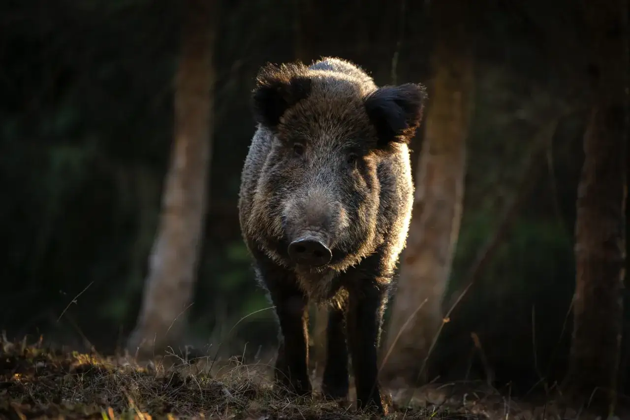Dziki dzik w lesie, oświetlony słońcem. Czy myśliwi będą mieli płacone za odstrzał dzików?