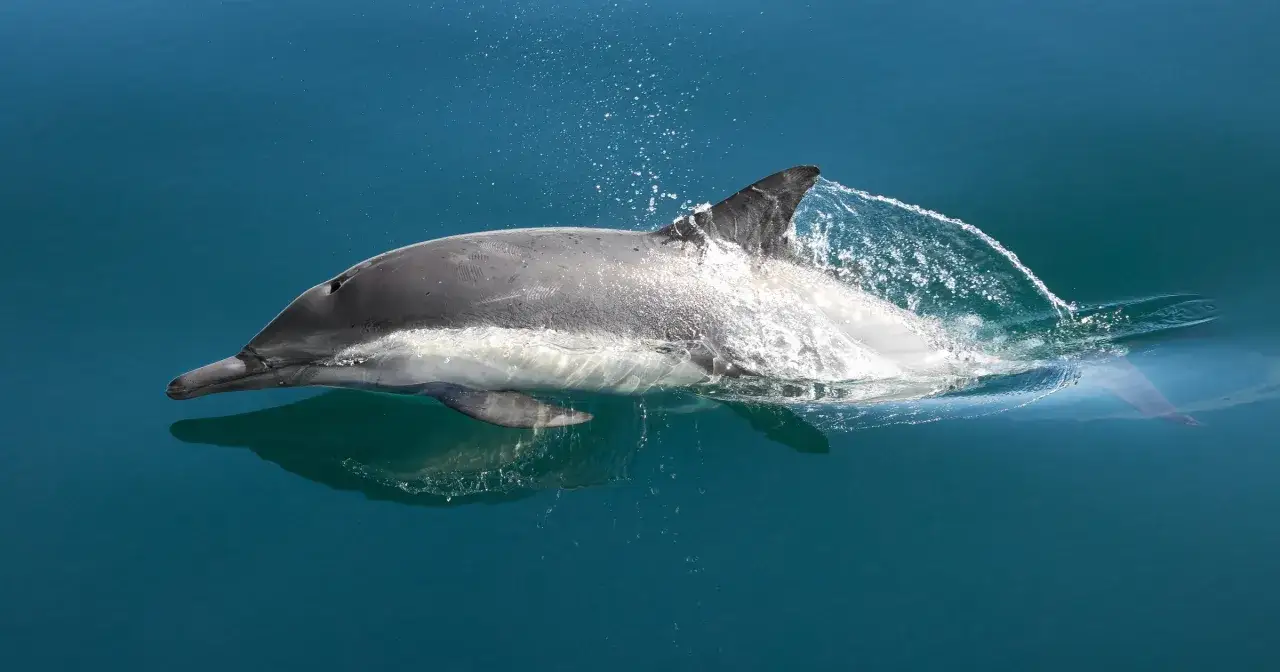 Czy delfiny są w Bałtyku? Rzadkie obserwacje i ich tajemnice
