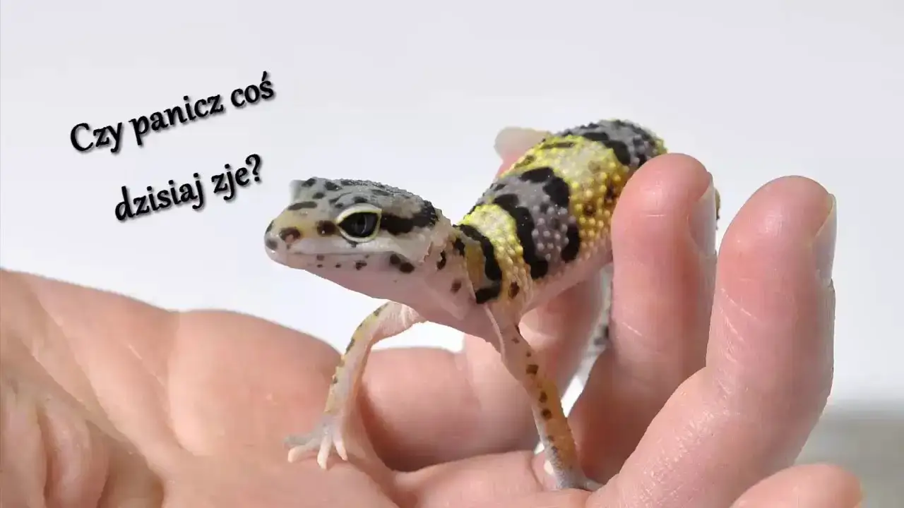 Jak często karmić gekona lamparciego w zależności od jego wieku?