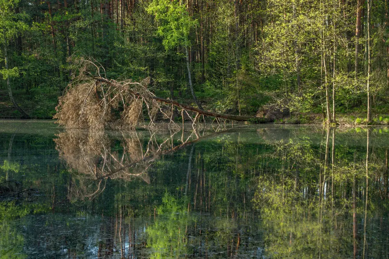 Rezerwaty przyrody Śląsk - odkryj piękno natury w regionie
