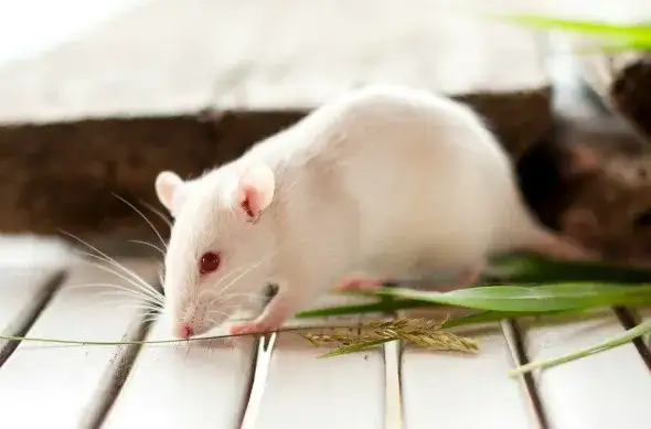 Czy szczury uczulają? Objawy alergii i jak ich unikać