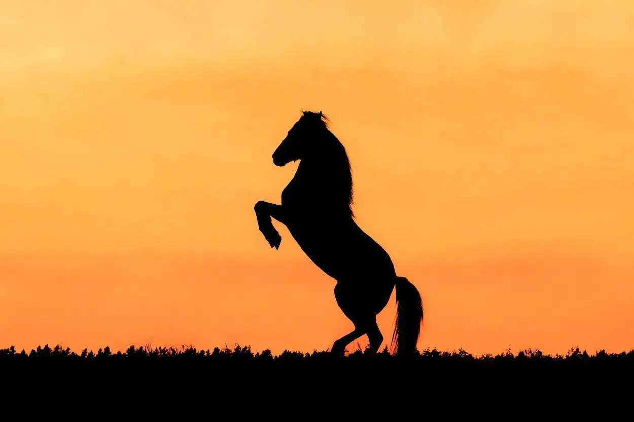 Co oznacza koń we śnie? Odkryj, co symbolizuje Twój wewnętrzny świat.