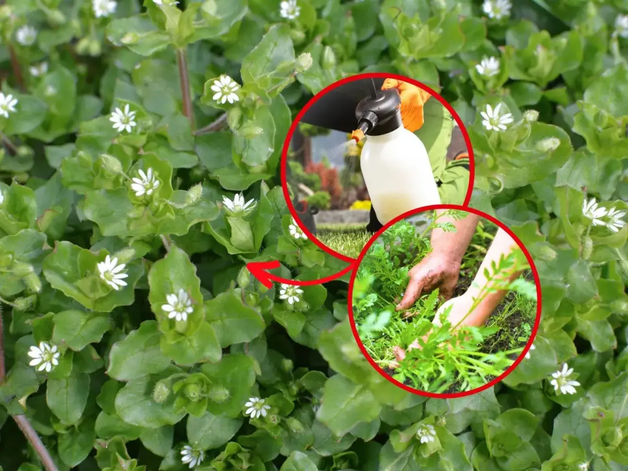 Mokrzyca pospolita: Jak skutecznie zwalczyć ją w ogrodzie?