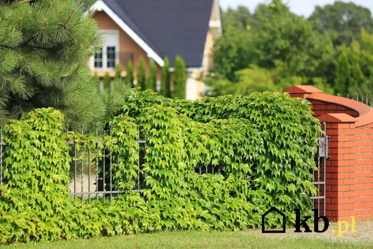 Jak sadzić bluszcz przy płocie, aby uniknąć najczęstszych błędów