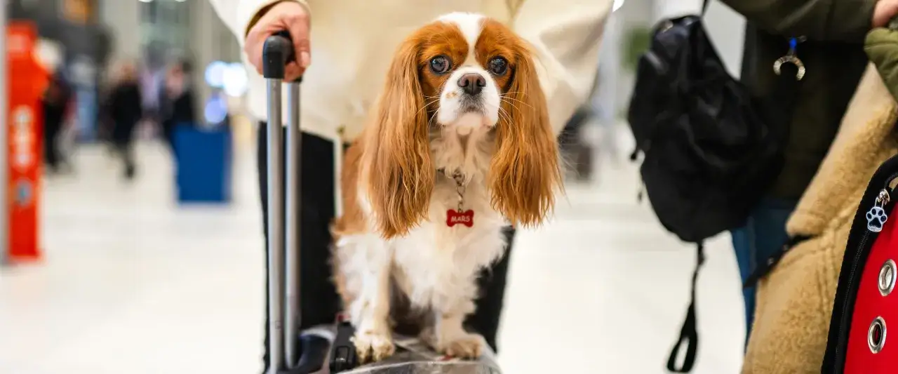 Jak przewieźć zwierzę za granicę - uniknij problemów i formalności