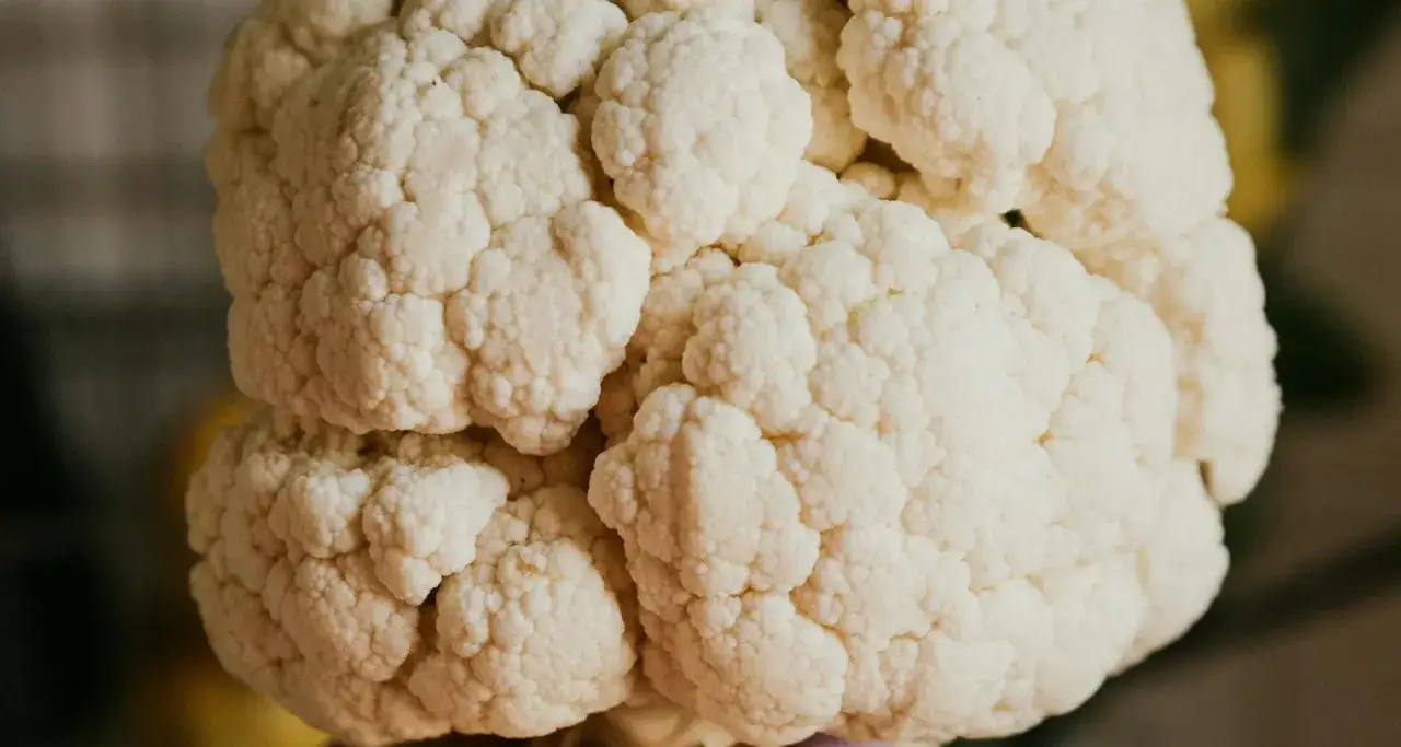 Główka kalafiora, idealna do gotowania. Czy psy mogą jeść kalafior? Tak, w małych ilościach, jako zdrowy dodatek.