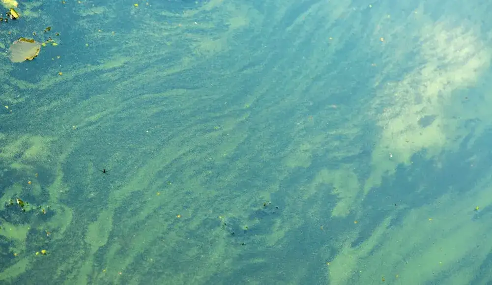 Jak wygląda sinica w morzu i dlaczego jest niebezpieczna dla zdrowia