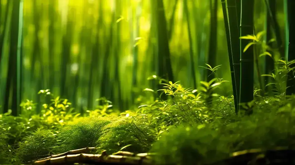 Bambus ogrodowy jak szybko rośnie – zaskakujące fakty o wzroście