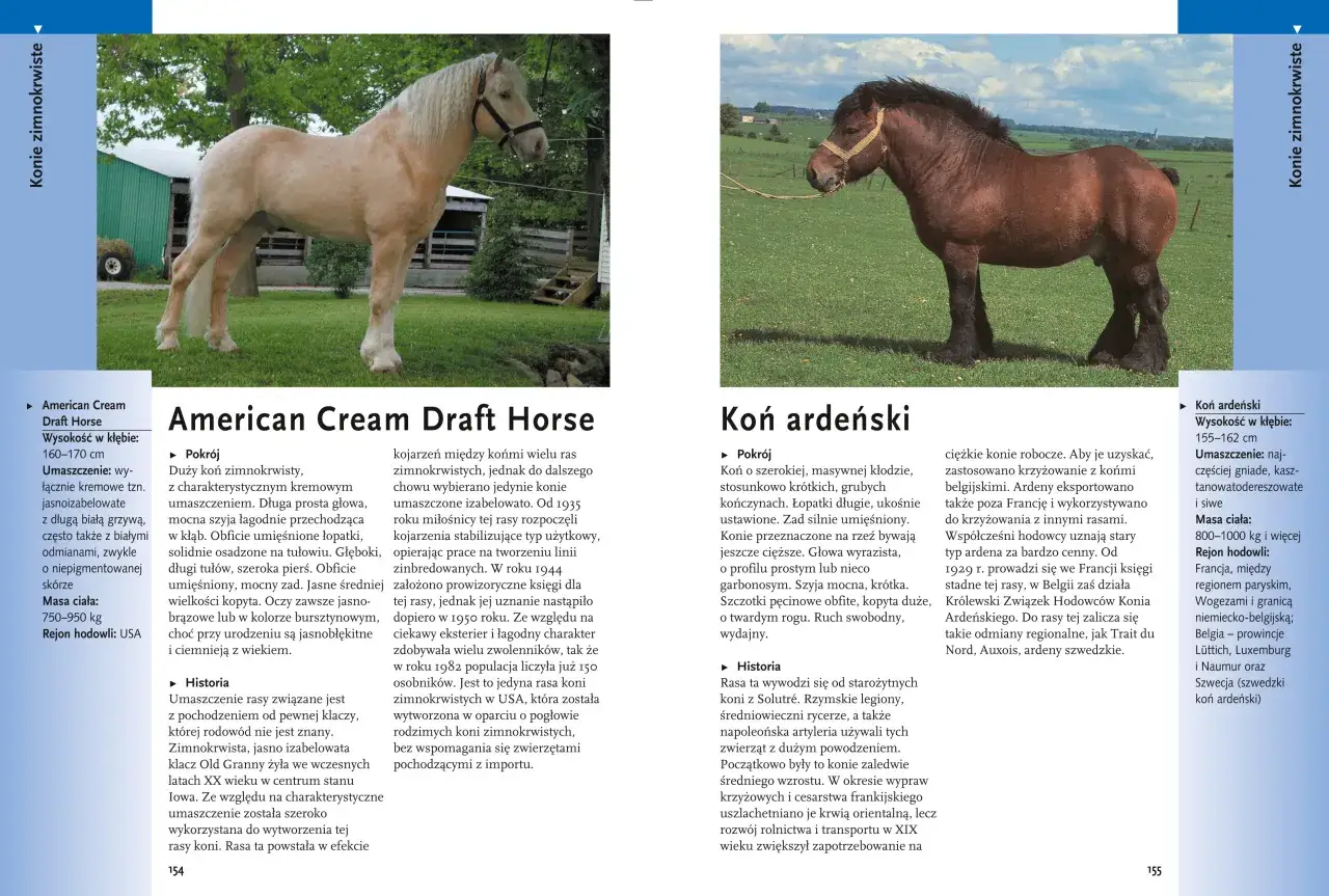 Jakie są rasy koni? Poznaj świat od arabów po hucuły