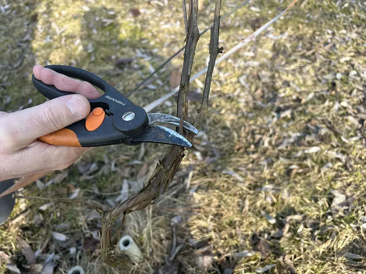 Przycinanie winorośli na wiosnę: ręka trzyma sekator, gotowy do cięcia pędu.