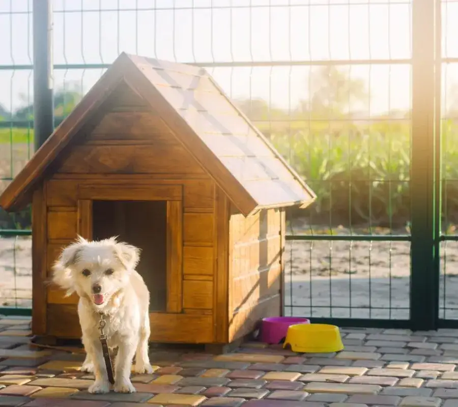 Zadaszenie dla psa DIY: Zbuduj solidny azyl krok po kroku!