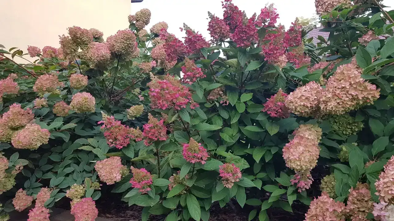 Kiedy odkryć hortensje, aby uniknąć przymrozków i zapewnić zdrowie roślinom