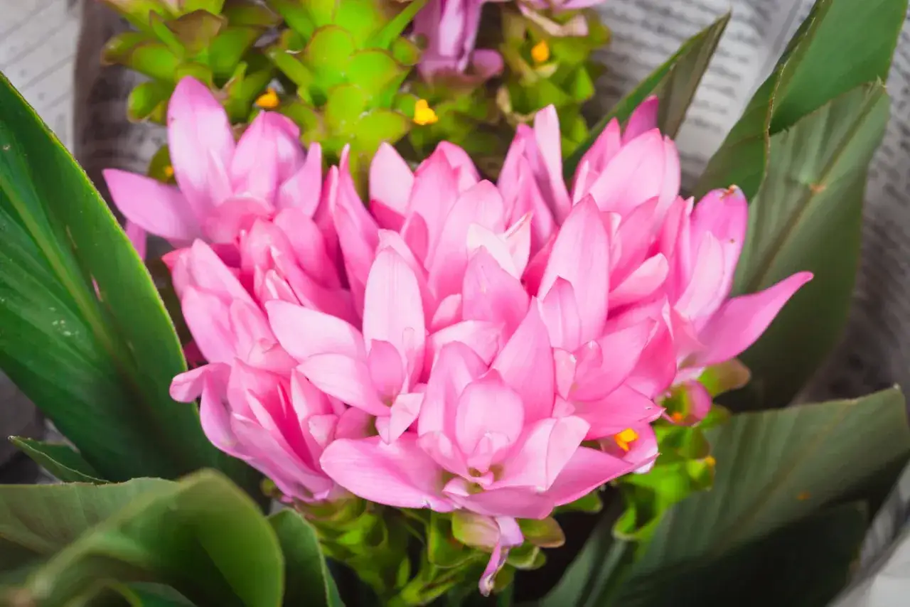 Jak kwitnie kurkuma? Odkryj sekrety domowej uprawy!