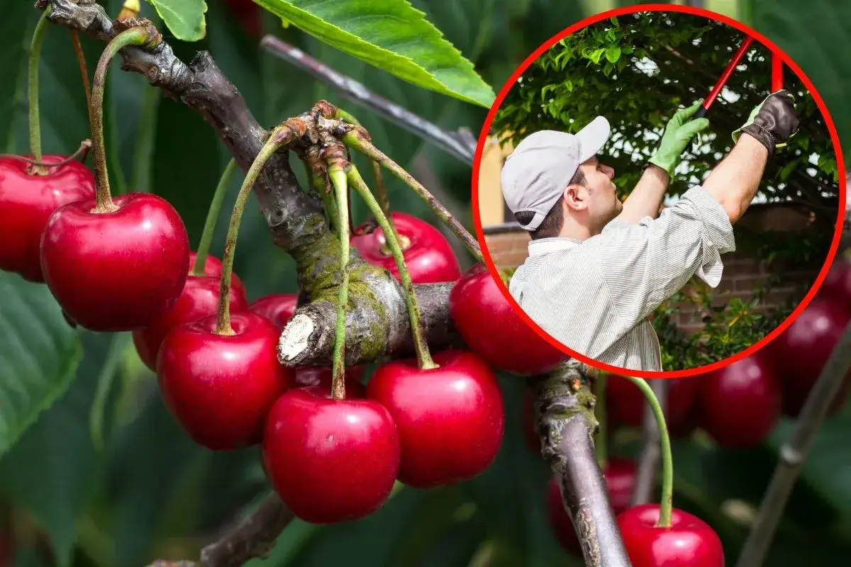 Dojrzałe czereśnie na gałęzi i mężczyzna w rękawiczkach przycinający drzewko. Dowiedz się, jak przycinać czereśnie.