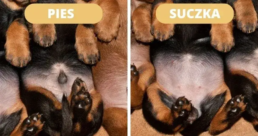 Płeć szczeniaka? Rozpoznaj ją bezbłędnie! Poradnik eksperta