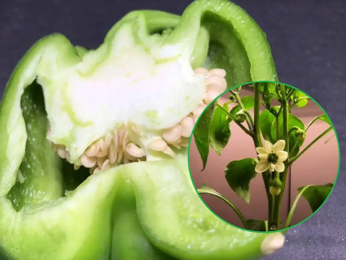 Papryka nie kwitnie? Rozwiąż problemy i zbierz plony!