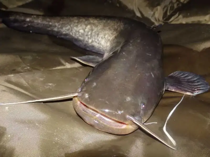 Jaka plecionka na suma z gruntu? Kluczowe wskazówki i porady