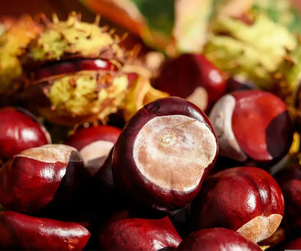 Aktualne ceny kasztanów na skupie – gdzie sprzedać i jak zarobić więcej?