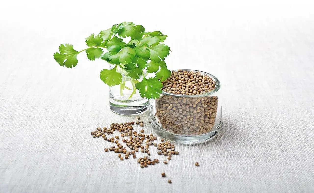 Czym zastąpić kolendrę? Odkryj najlepsze zamienniki i porady