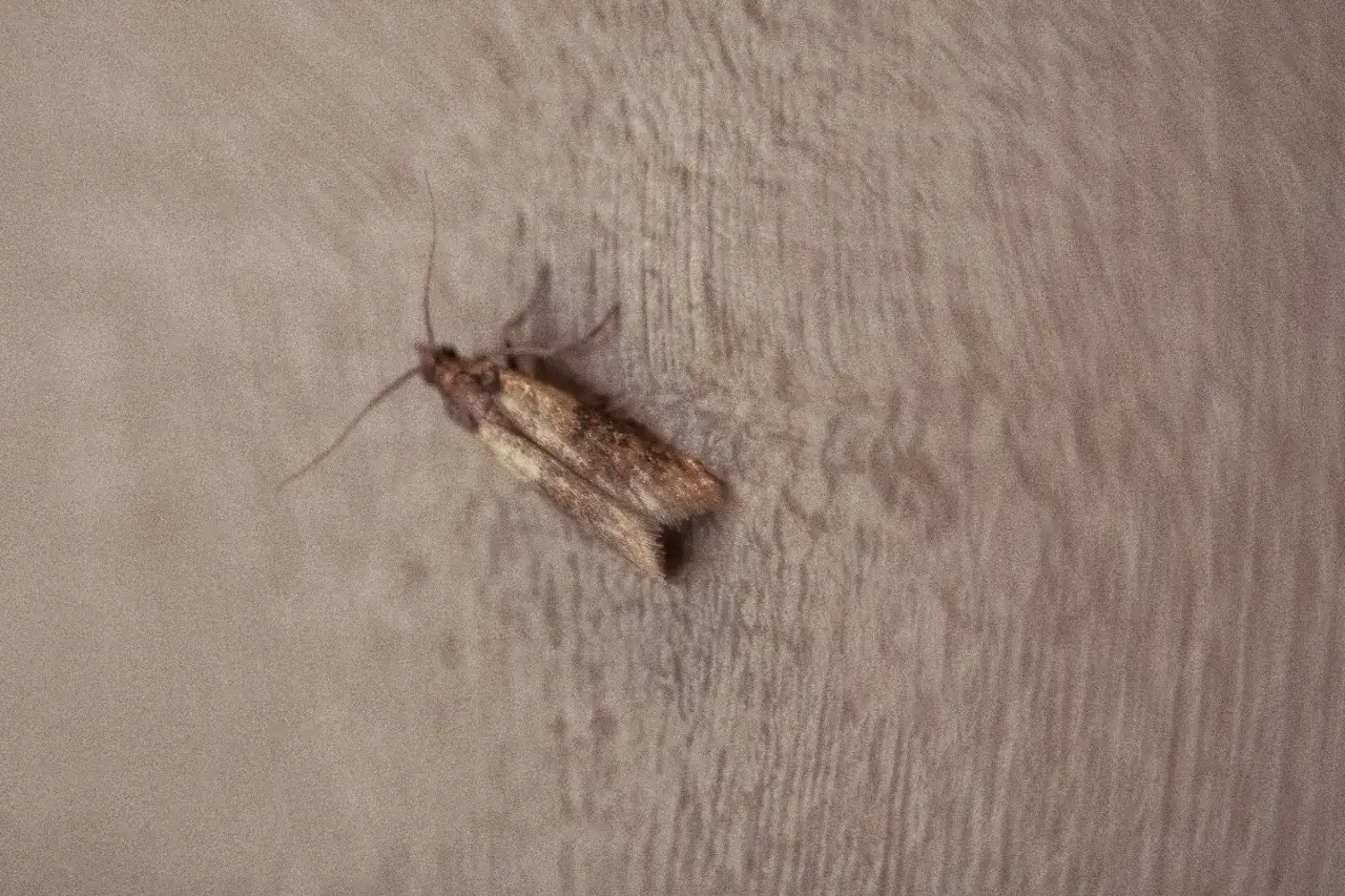 Jak zlikwidować mole w kuchni i skutecznie zapobiec ich powrotowi