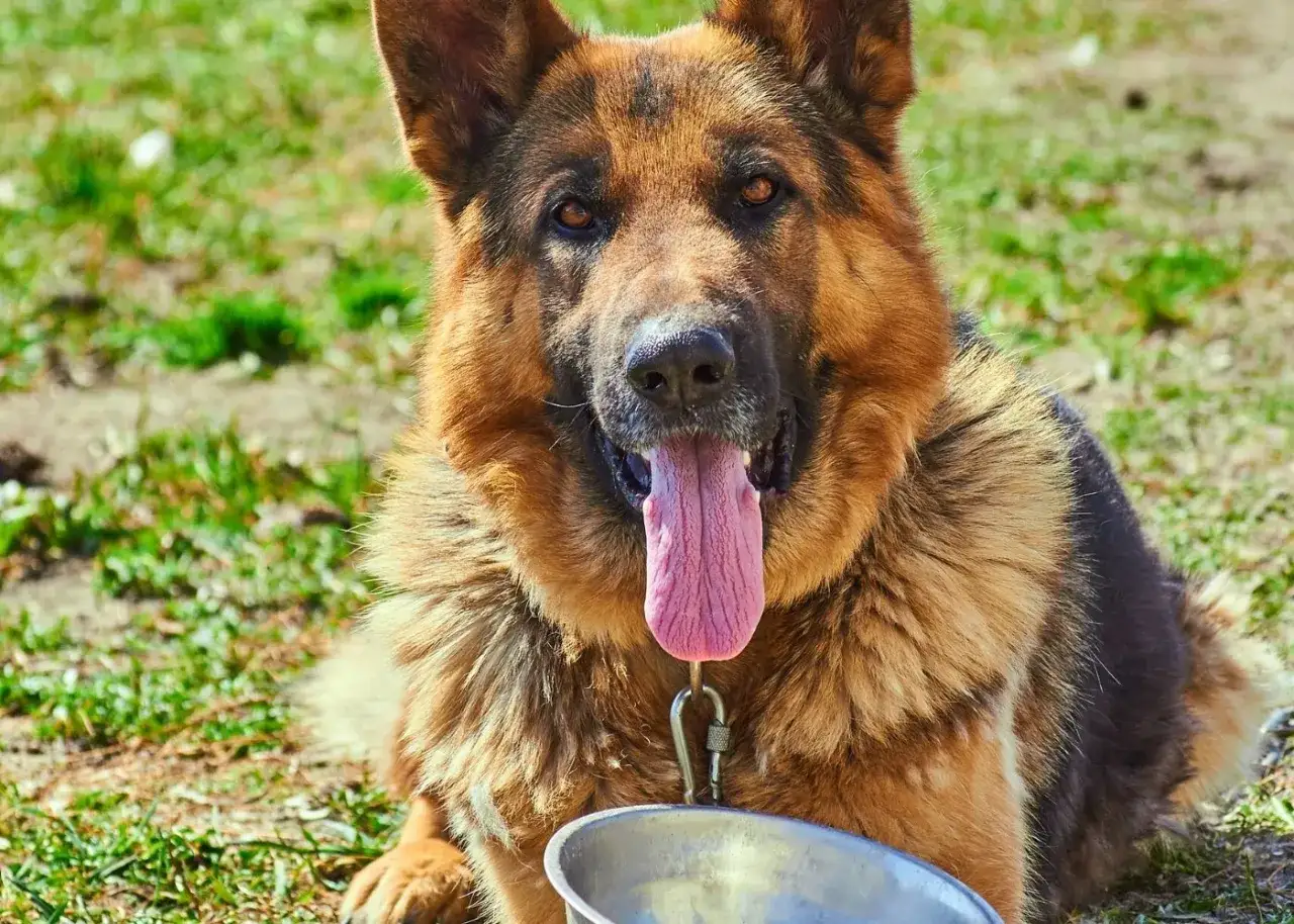 Ile gram karmy dla szczeniaka owczarka niemieckiego, aby uniknąć problemów zdrowotnych