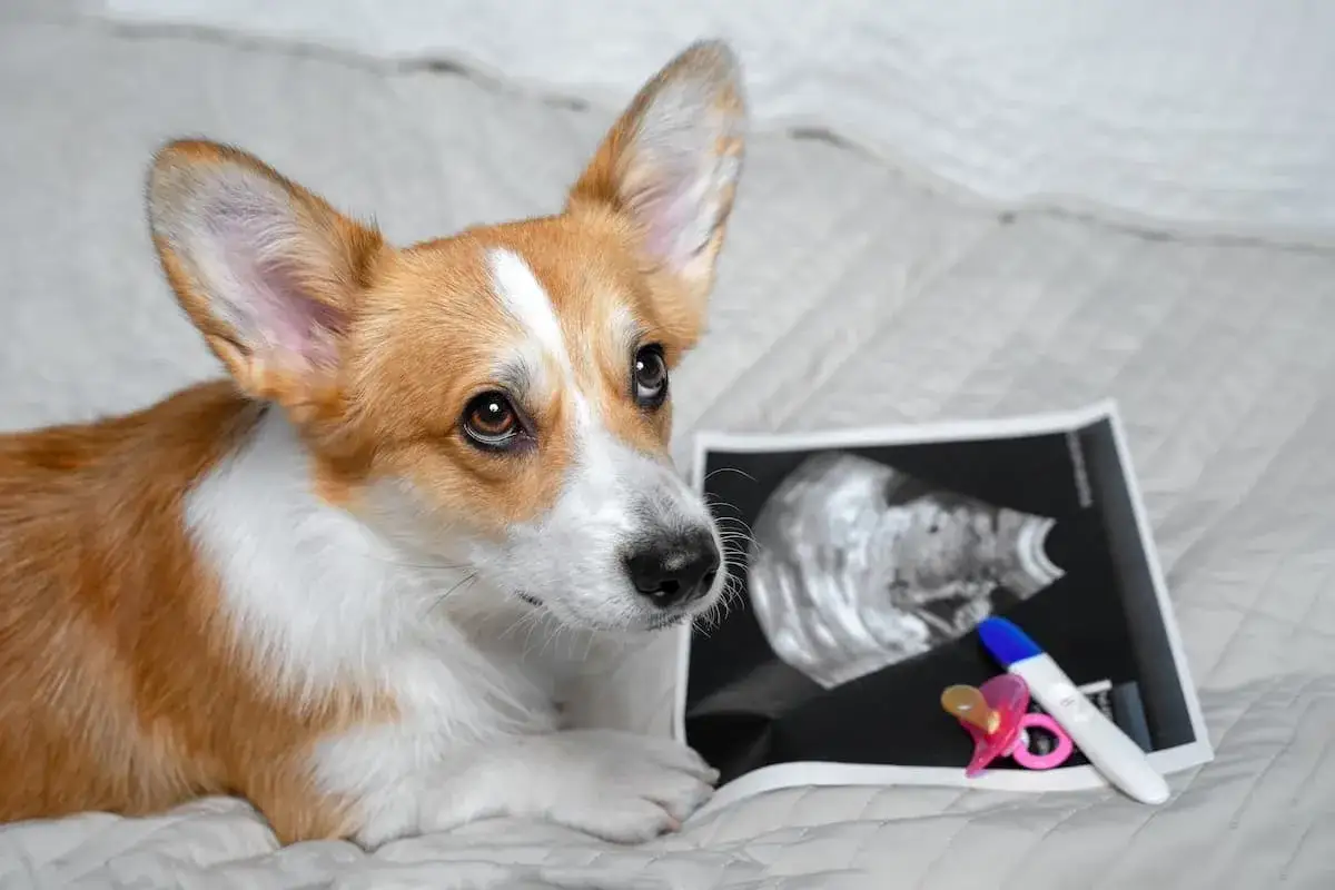 Corgi patrzy na zdjęcie USG i test ciążowy, zastanawiając się, kiedy pies może zajść w ciążę.