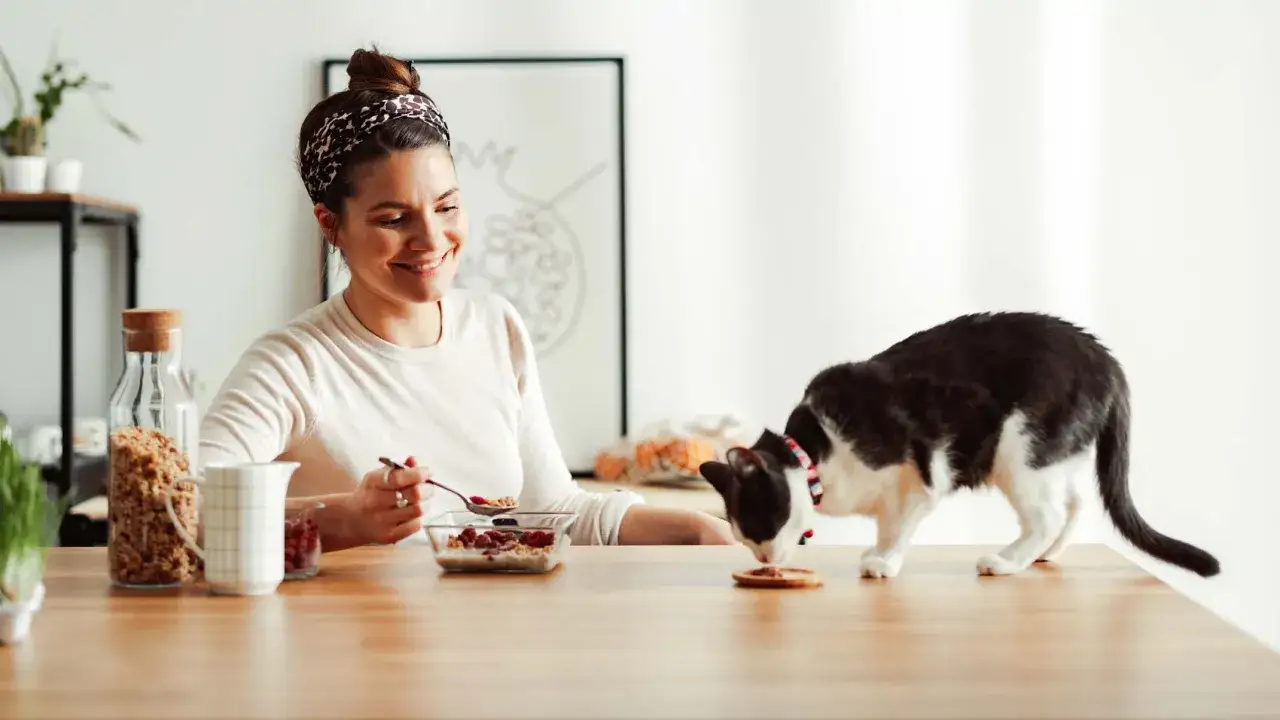 Czy koty mogą jeść owoce? Bezpieczne i toksyczne opcje dla kotów