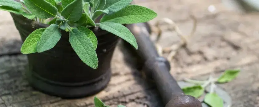 Jakie zioła na ból żołądka skutecznie łagodzą dolegliwości?