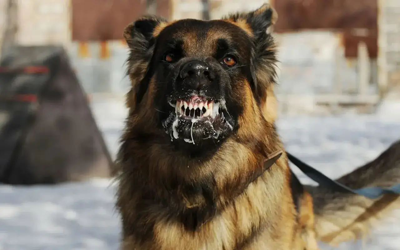 Wścieklizna u psa: Objawy szałowej i cichej formy. Co robić?