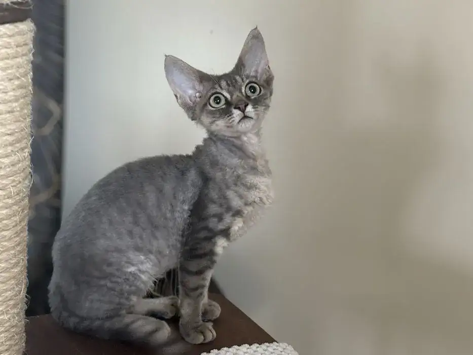 Devon Rex na sprzedaż - znajdź idealnego kota w Polsce teraz