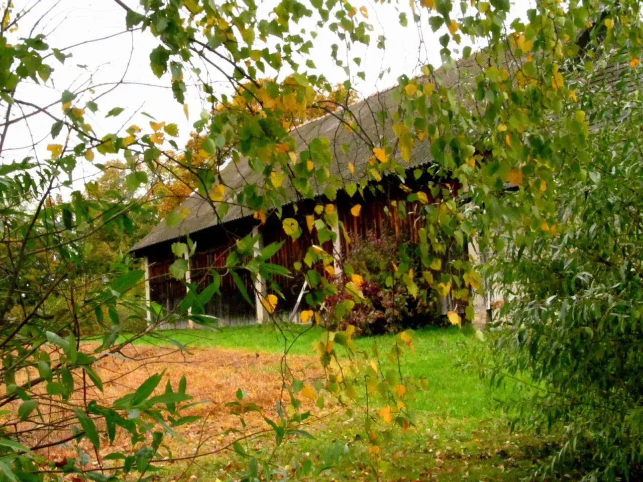 Jesień wita nas złotem liści i zielenią trawy. Wiersz "pokochaj jesień" idealnie oddaje ten widok.