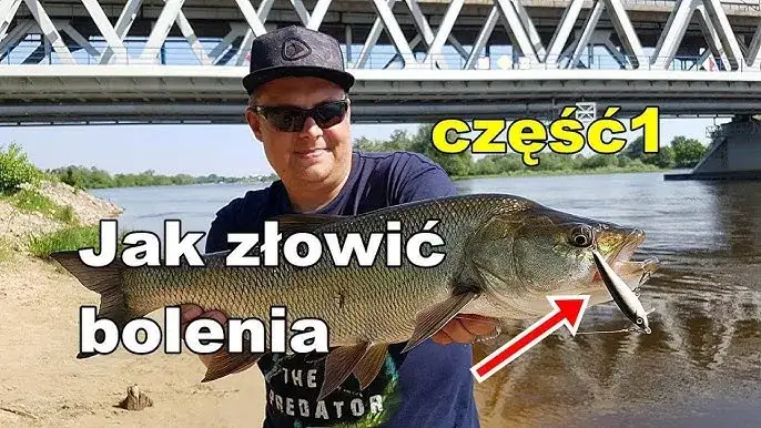 Najlepsze przynęty na bolenia: jak złapać więcej ryb w rzece