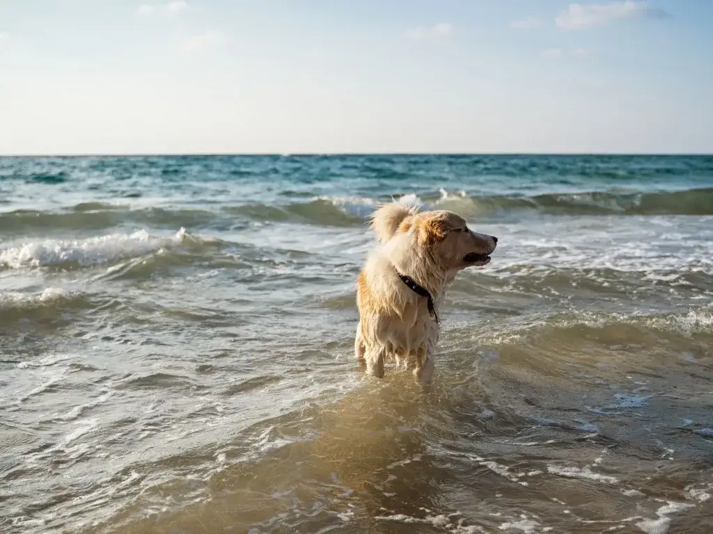 Gdzie nad morze z psem? Odkryj najlepsze miejsca przyjazne psom