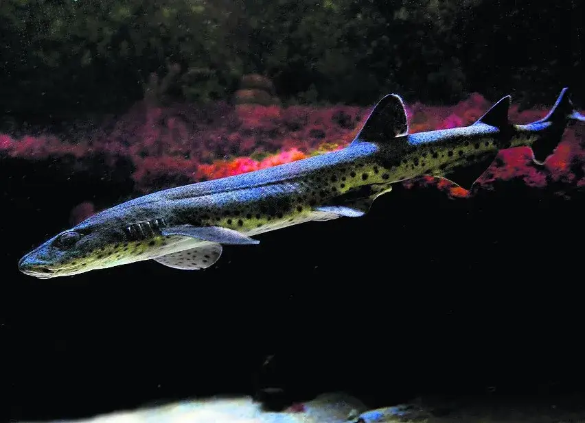 Czy są rekiny w Bałtyku? Rzadkie gatunki i ich bezpieczeństwo