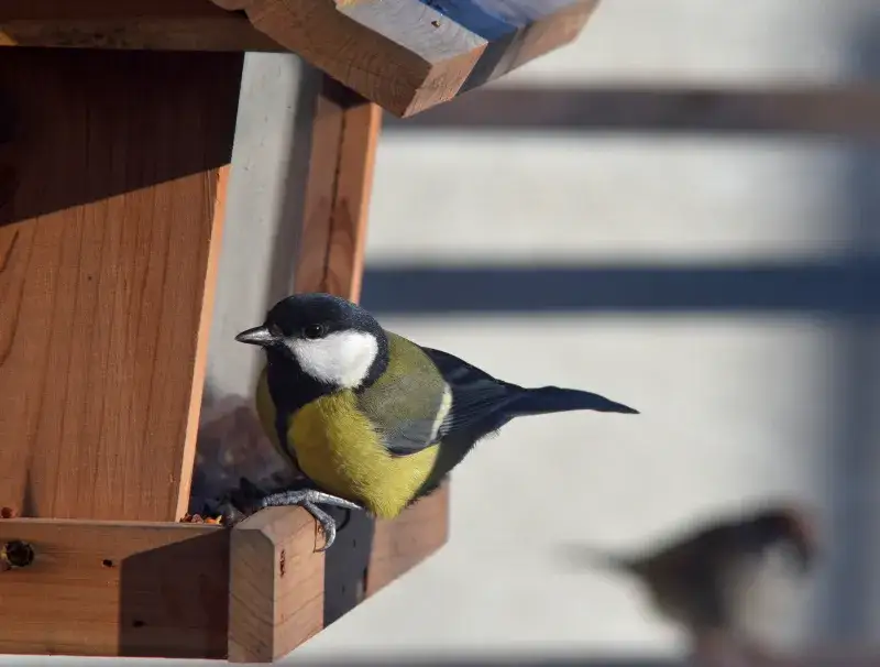 Gdzie zimuje sikorka i jak przetrwa mrozy? Zimowe zwyczaje i pomoc dla ptaków