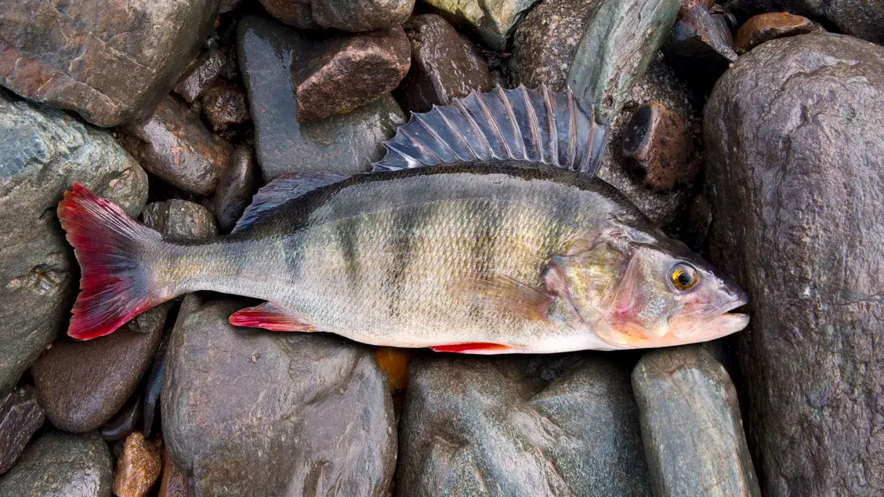 Okoń z czerwonymi płetwami leży na mokrych kamieniach. Idealny okaz na paproszki na okonia.