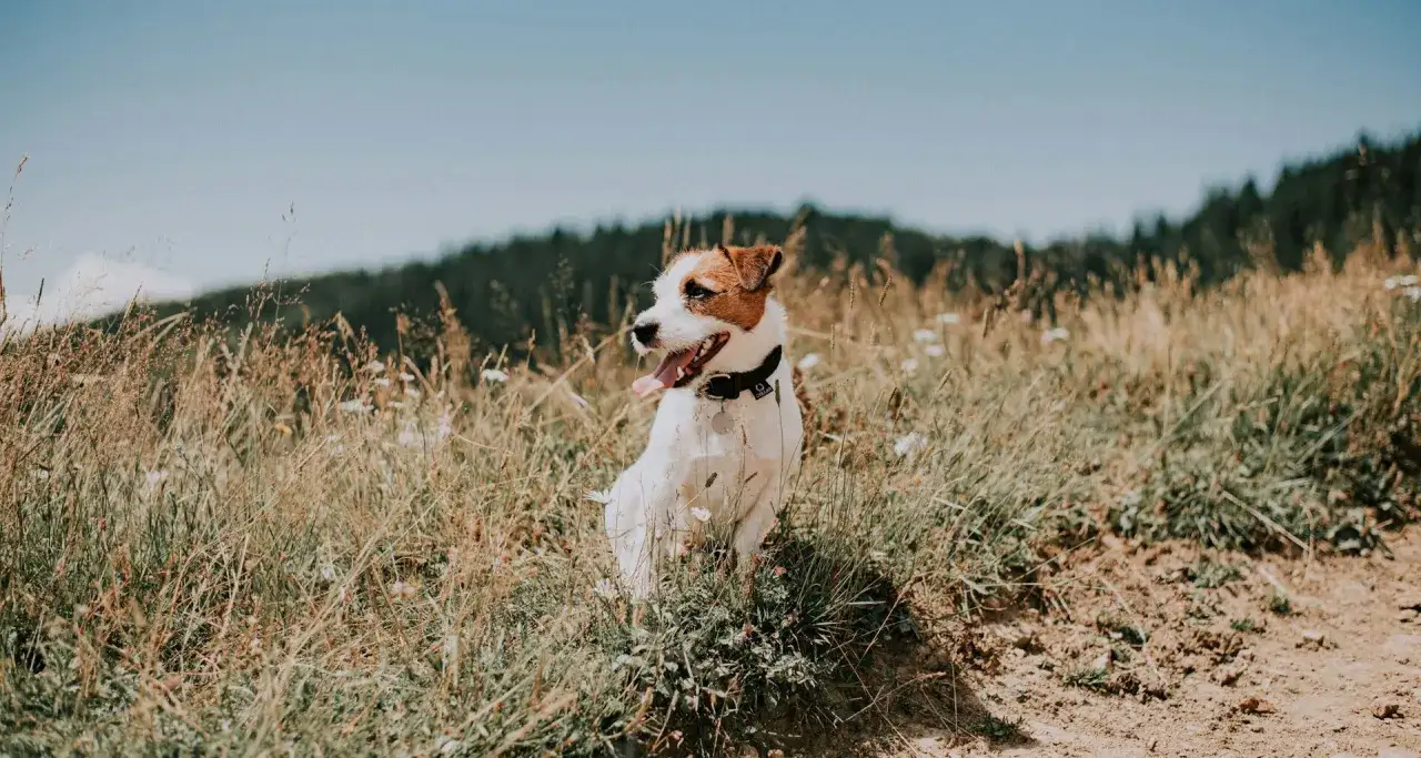 Jaki pies w góry - najlepsze rasy do wędrówek i ich cechy
