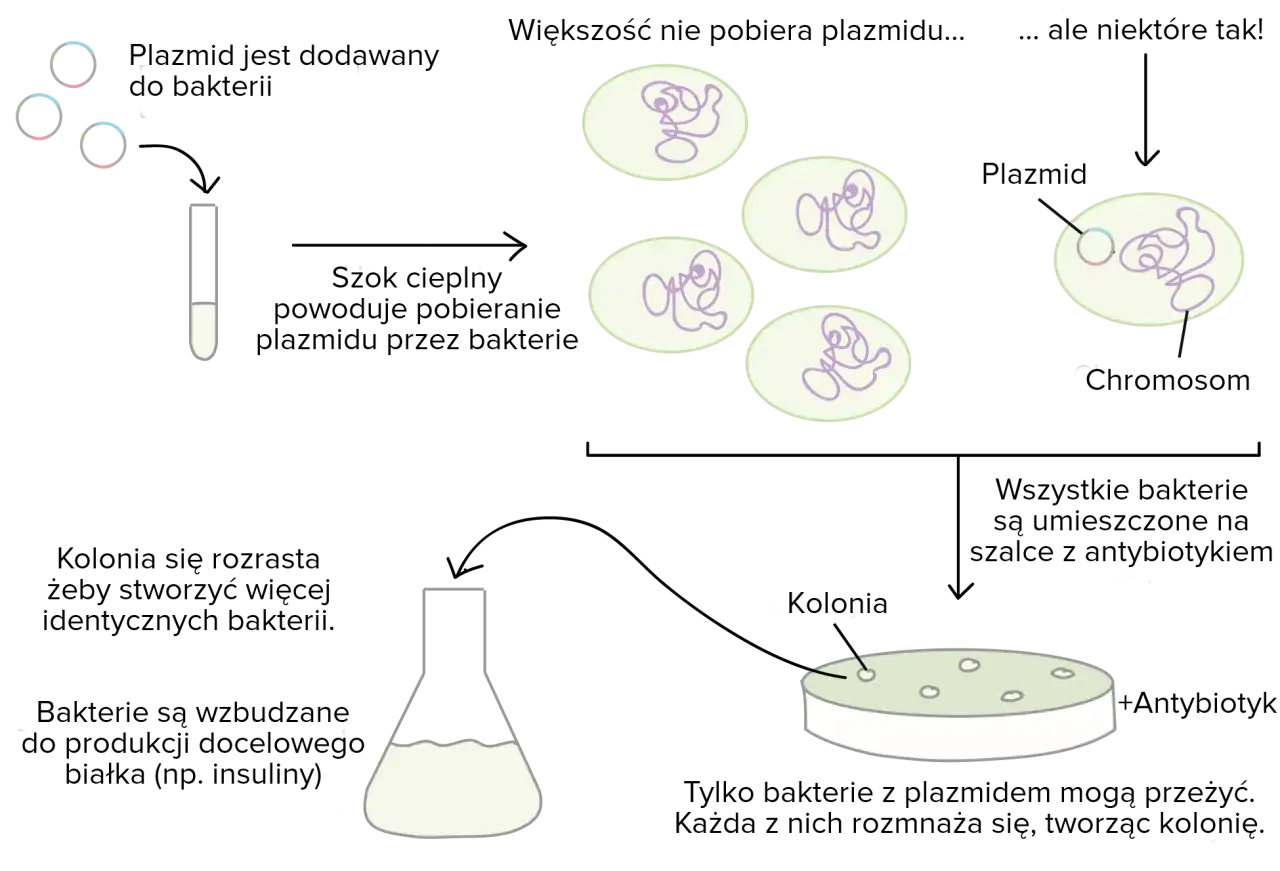 Jak rozmnażają się bakterie? Odkryj zaskakujące metody i procesy