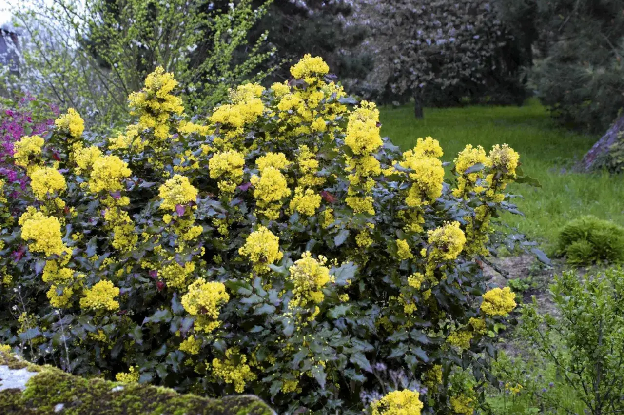 Mahonia: Jakie rośliny sadzić obok? Sekrety pięknej rabaty!