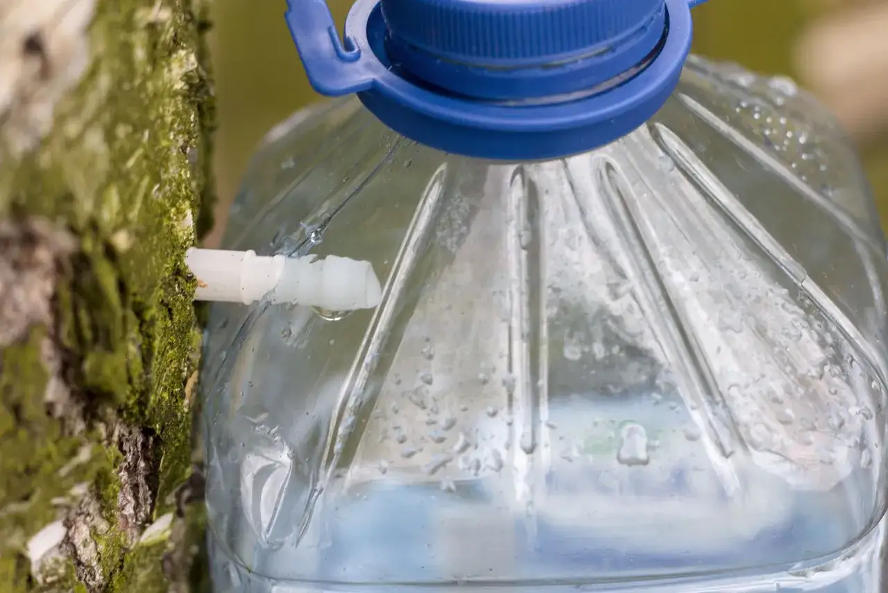 Jak zrobić sok z brzozy na zimę - proste metody i cenne porady