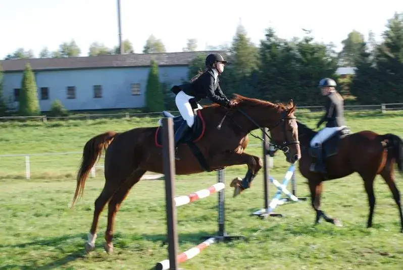 Stadnina koni w Jastrzębiu Zdroju - najlepsze miejsca na jazdę konną