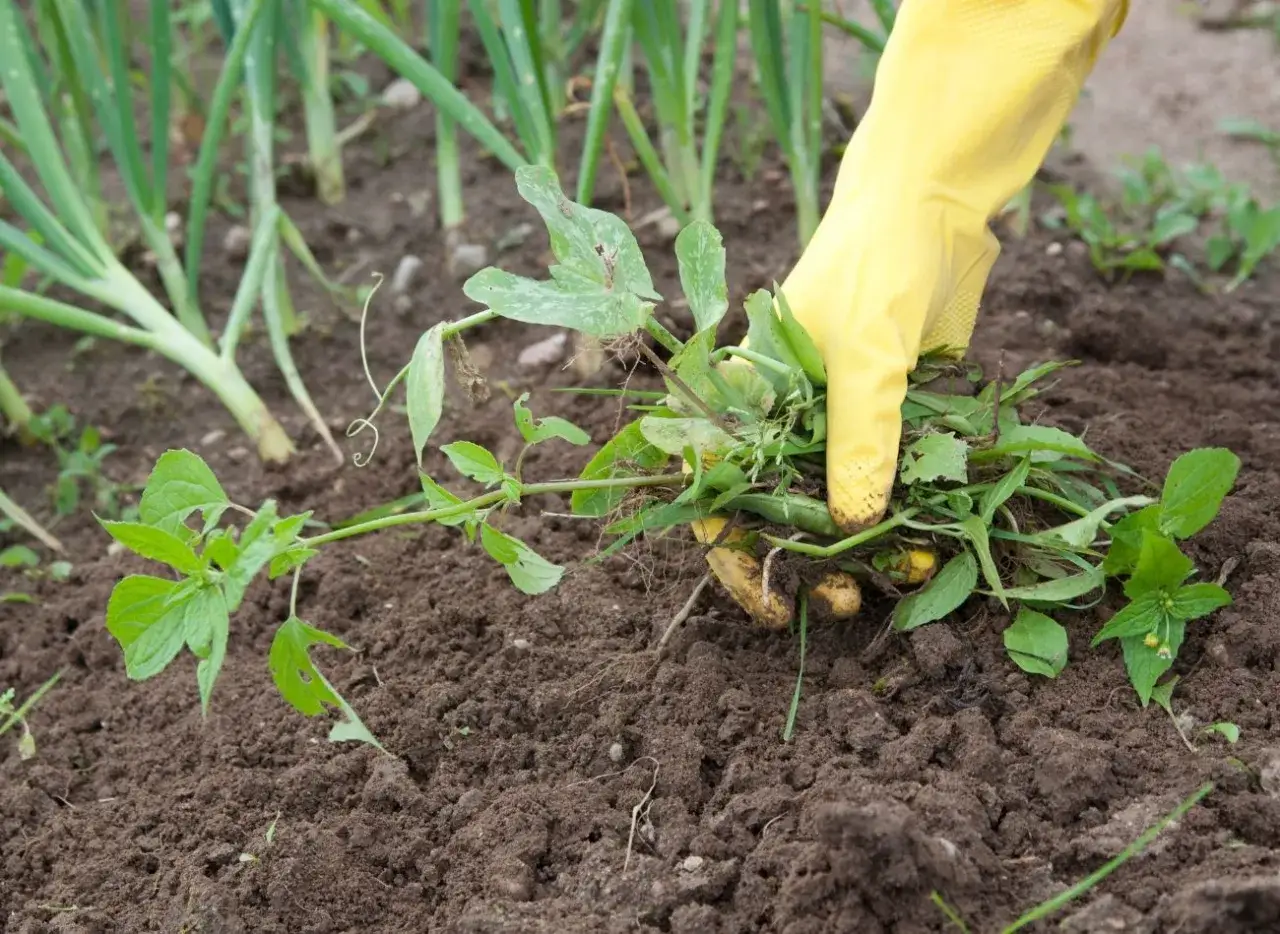 Jak zwalczyć płożące chwasty? Rozpoznaj wroga i wygraj z nim!