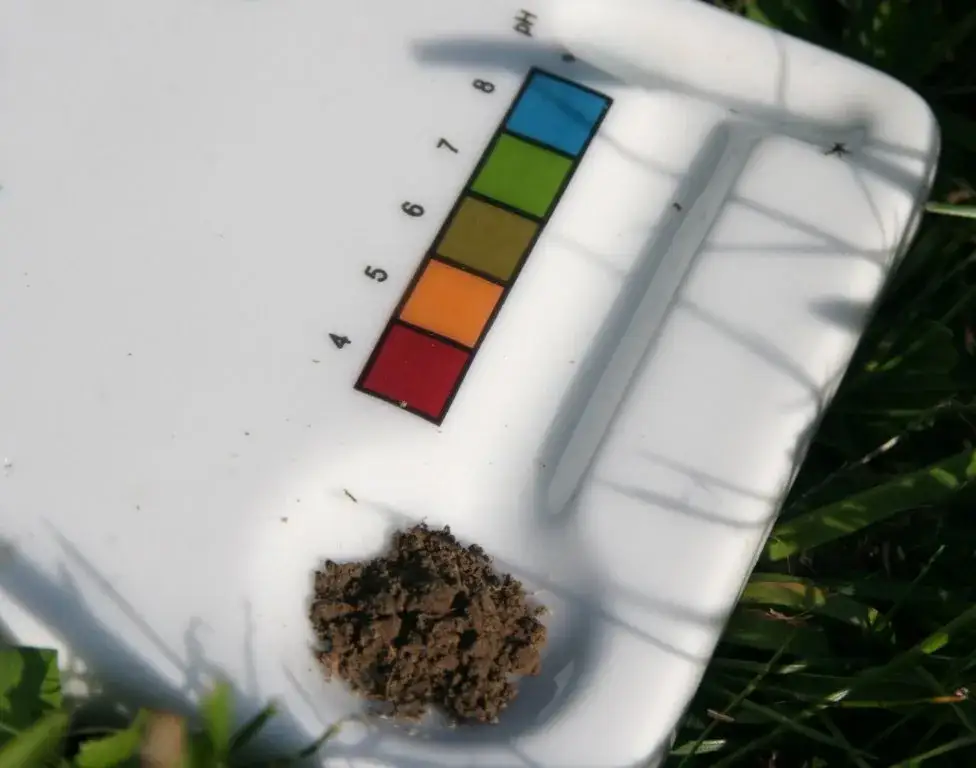 Kwaśna gleba? Sprawdź, które nawozy obniżają pH i jak je stosować