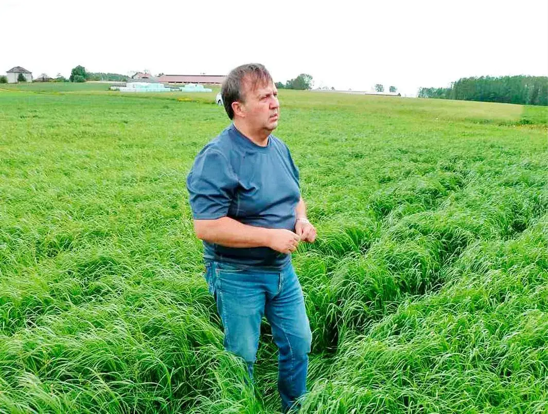 Kiedy siać życicę westerwoldzką, aby uniknąć nieudanej uprawy?