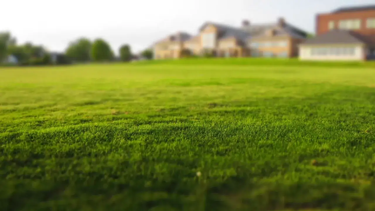 Jaką trawę na trawnik wybrać, aby uniknąć problemów z pielęgnacją?