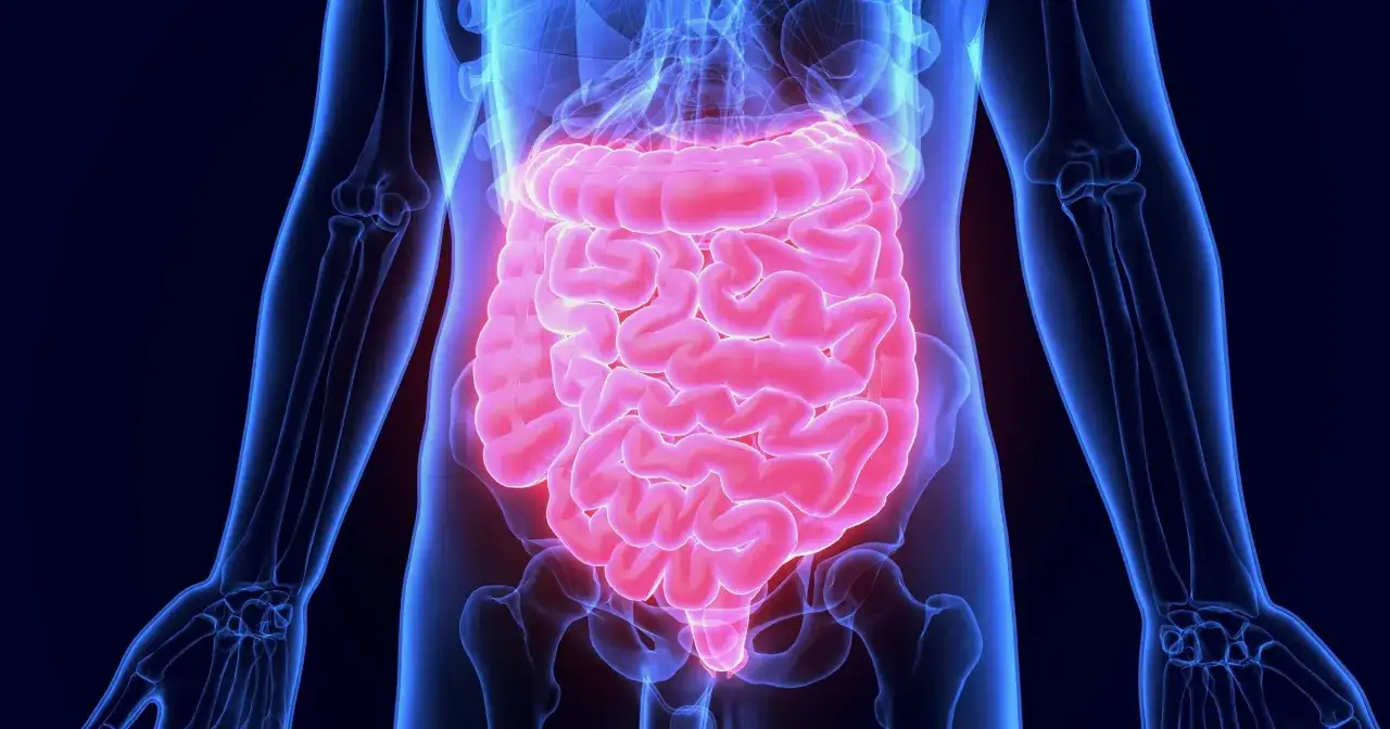 Anatomical illustration of the human digestive system, highlighting the intestines in pink against a blue skeletal outline.
