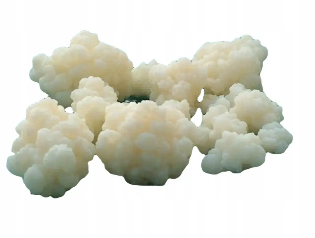 Grzybek kombucha - białe, kłaczkowate skupiska na białym tle.